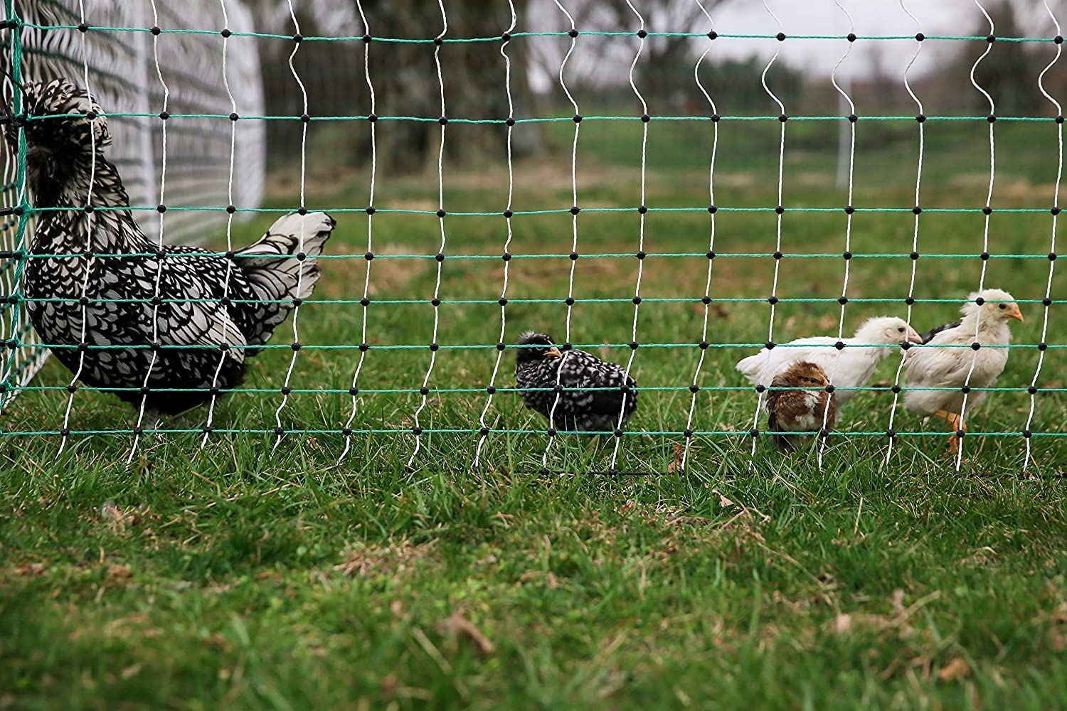 RentACoop Electric Anti-Predator Poultry Fence - UZIS Sports